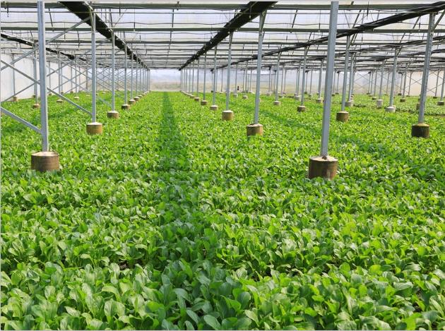 榴莲视频黄色片-榴莲官方IOS下载安装種植基地