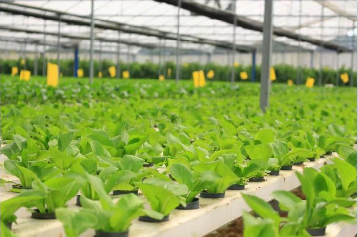 榴莲视频黄色片-榴莲官方IOS下载安装種植基地
