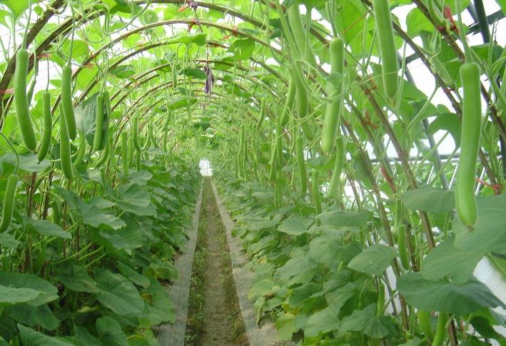榴莲视频黄色片-榴莲官方IOS下载安装種植基地